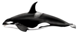 Whale PNG-19261